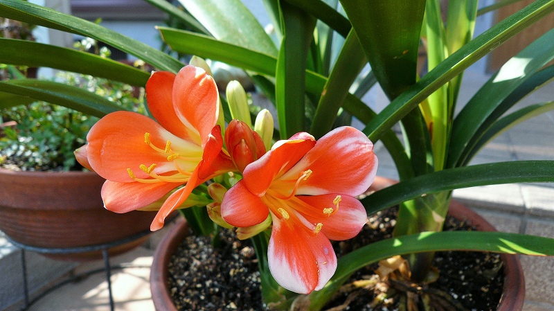 f:id:boianuf:20150331160458j:image