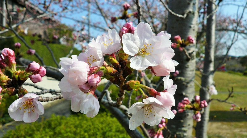 f:id:boianuf:20150331160500j:image