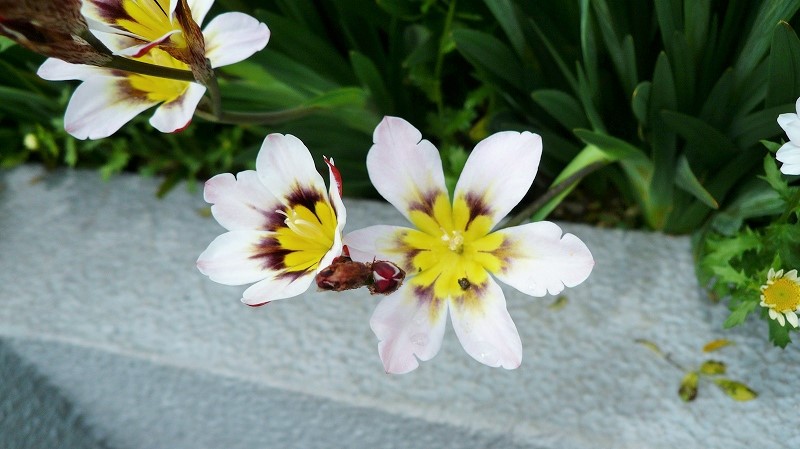 f:id:boianuf:20150419122549j:image