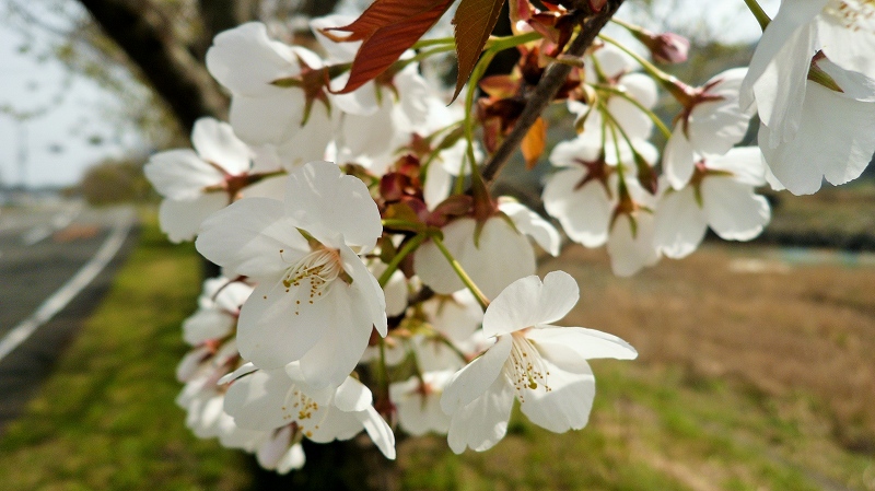 f:id:boianuf:20150430192013j:image