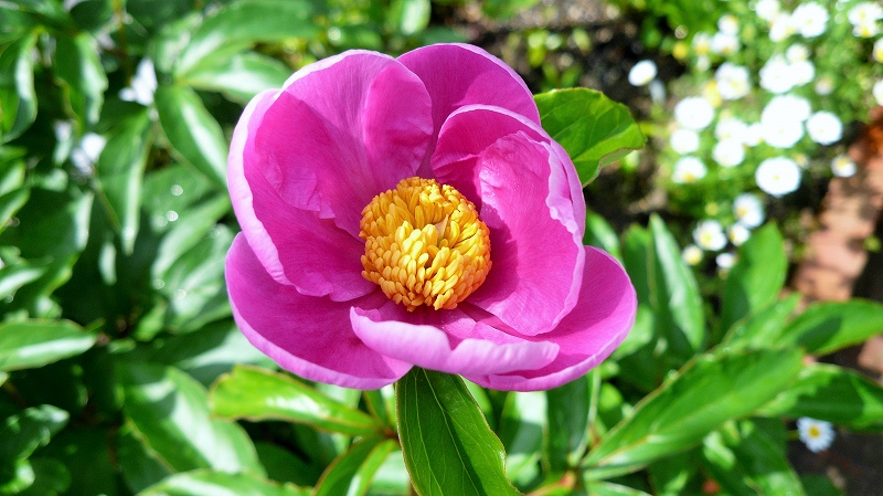 f:id:boianuf:20150507083955j:image