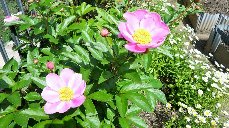 f:id:boianuf:20150507083957j:image