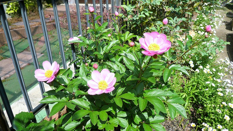 f:id:boianuf:20150507083958j:image