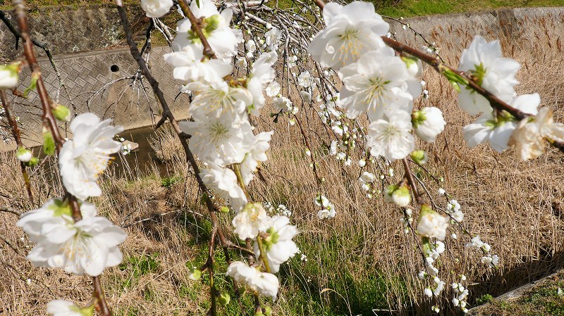 f:id:boianuf:20150508084545j:image