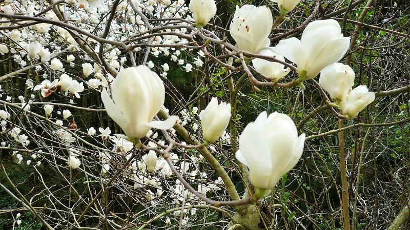 f:id:boianuf:20150508084551j:image
