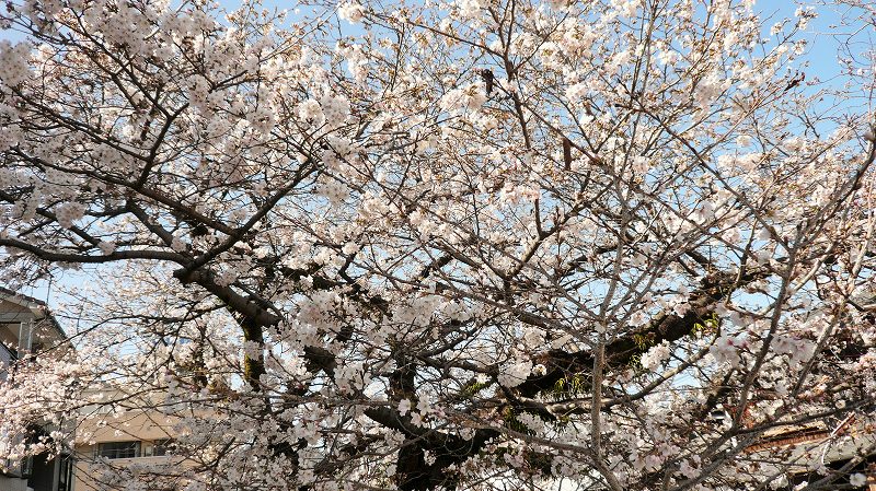 f:id:boianuf:20150508085719j:image