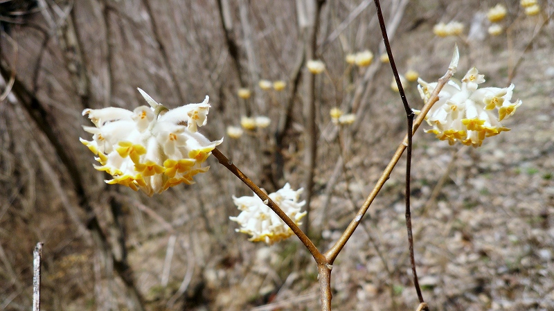 f:id:boianuf:20150511155507j:image
