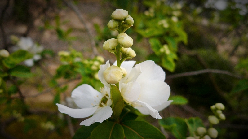 f:id:boianuf:20150513132646j:image