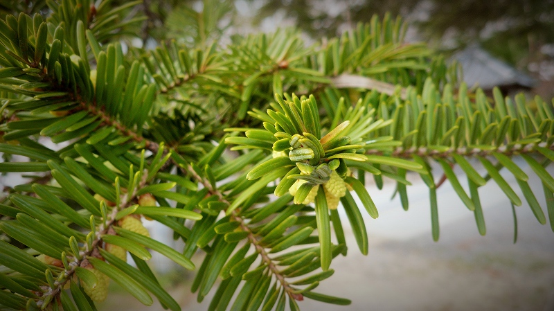 f:id:boianuf:20150513132748j:image