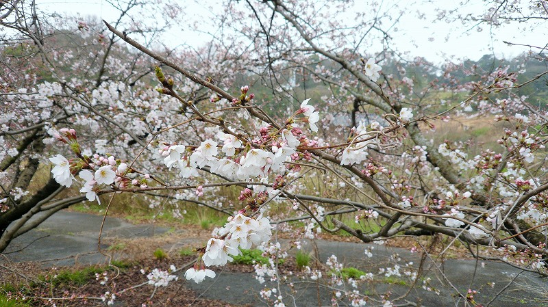 f:id:boianuf:20150515152535j:image