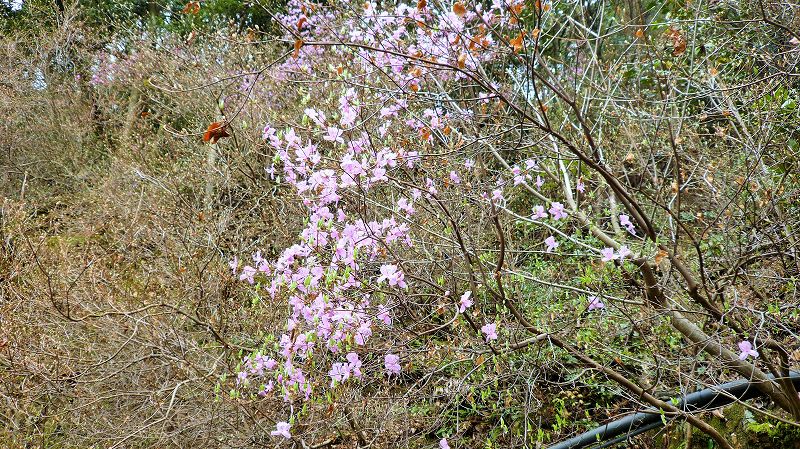 f:id:boianuf:20150515153510j:image