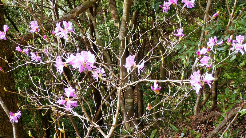 f:id:boianuf:20150519222108j:image