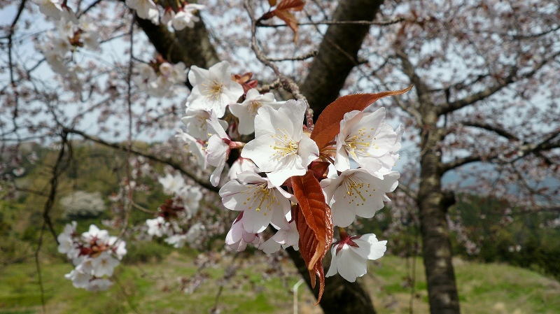 f:id:boianuf:20150519222449j:image