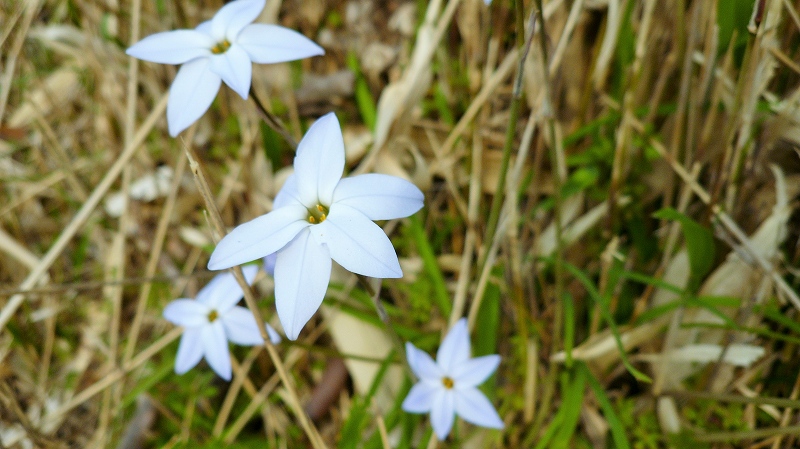 f:id:boianuf:20150525105731j:image