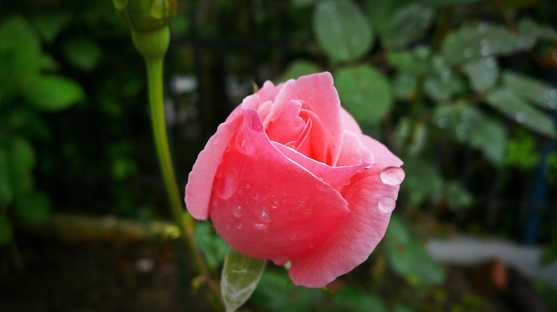 f:id:boianuf:20150705130029j:image