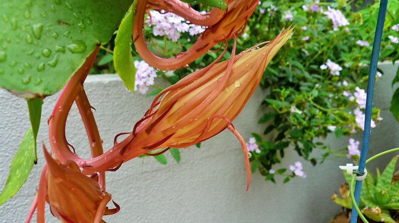 f:id:boianuf:20150705130032j:image
