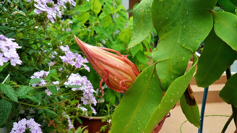 f:id:boianuf:20150705130033j:image