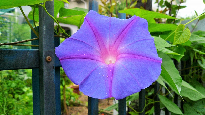 f:id:boianuf:20150705130035j:image