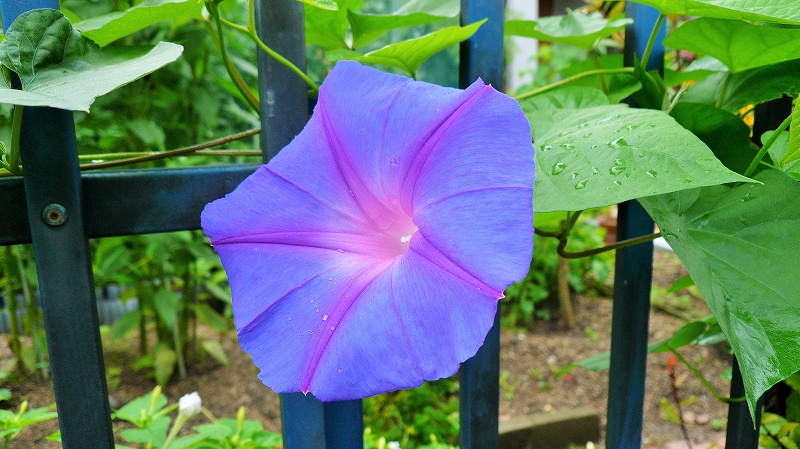 f:id:boianuf:20150705130036j:image