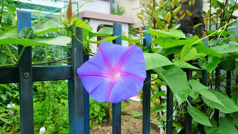 f:id:boianuf:20150705130037j:image