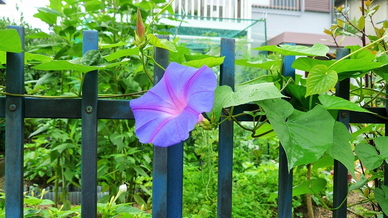 f:id:boianuf:20150705130042j:image