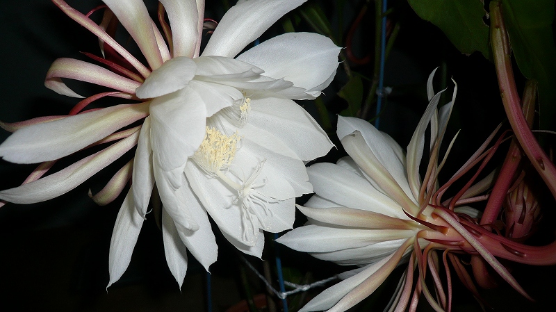 f:id:boianuf:20150706095600j:image