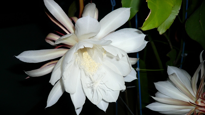 f:id:boianuf:20150706095602j:image