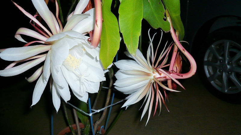 f:id:boianuf:20150706095603j:image