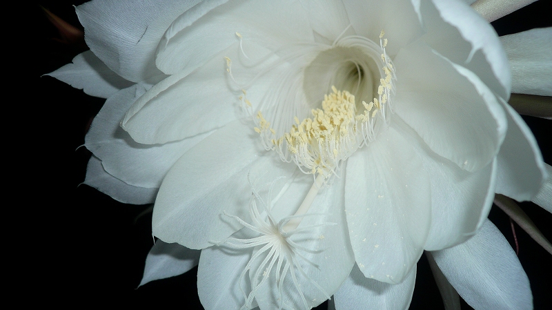 f:id:boianuf:20150706095604j:image