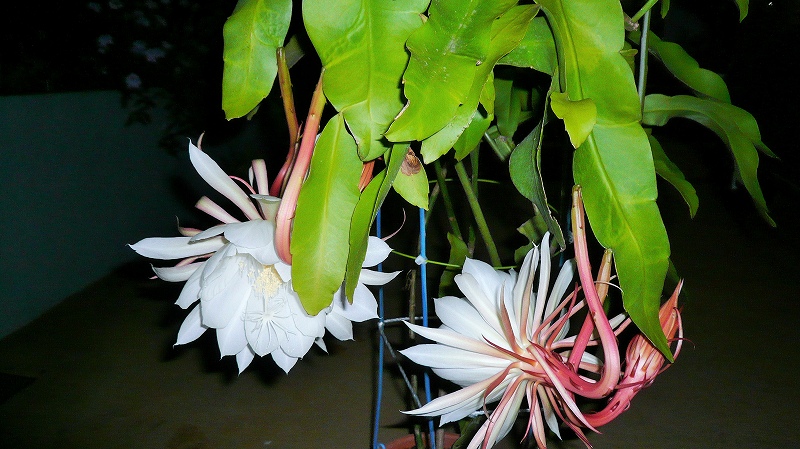 f:id:boianuf:20150706095605j:image