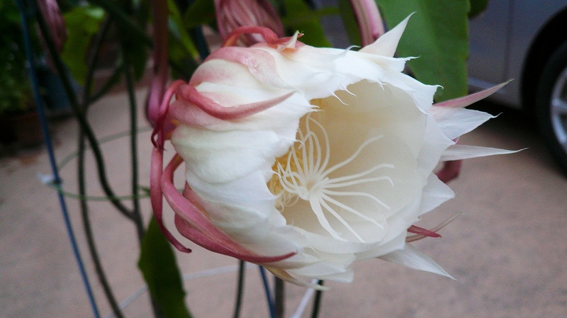 f:id:boianuf:20150706095607j:image