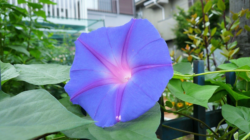f:id:boianuf:20150707094147j:image