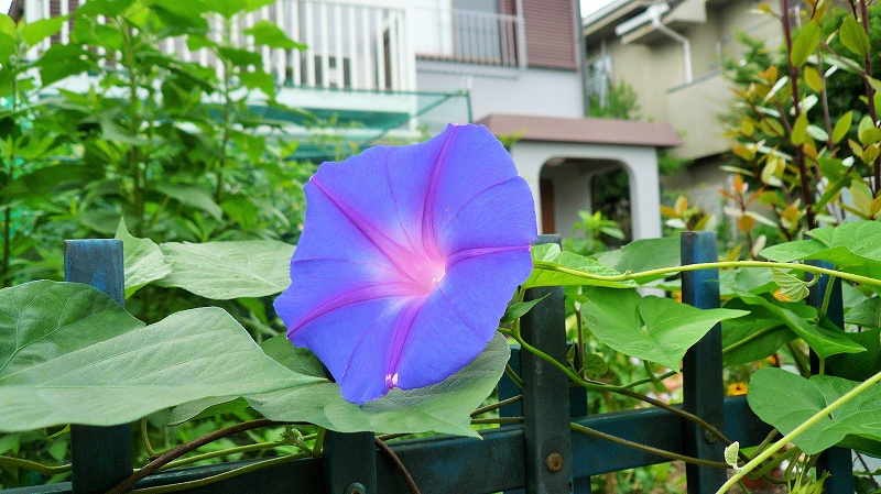 f:id:boianuf:20150707094148j:image