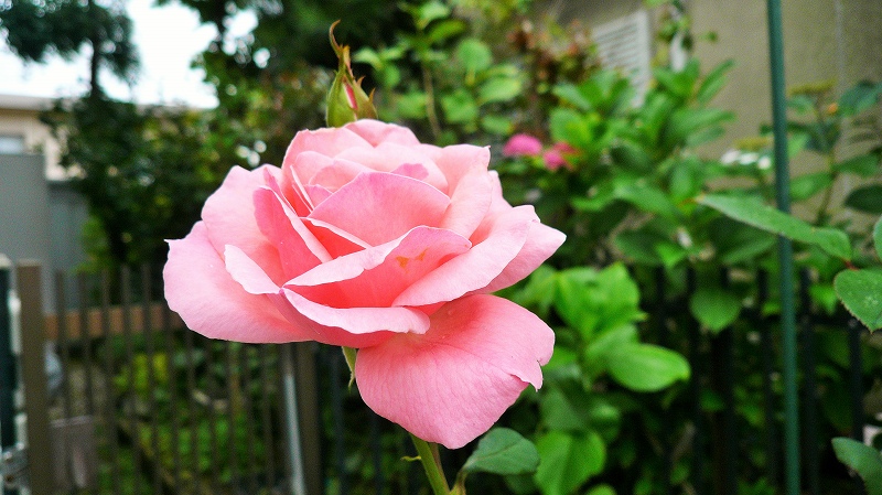 f:id:boianuf:20150707094150j:image
