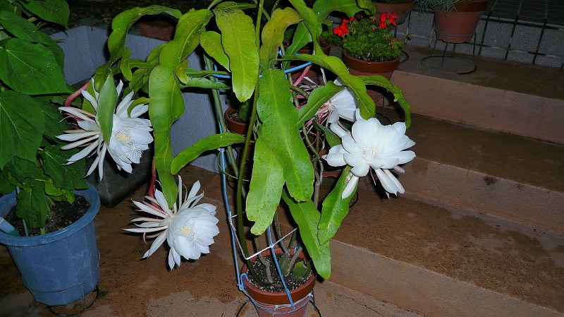 f:id:boianuf:20150708093005j:image