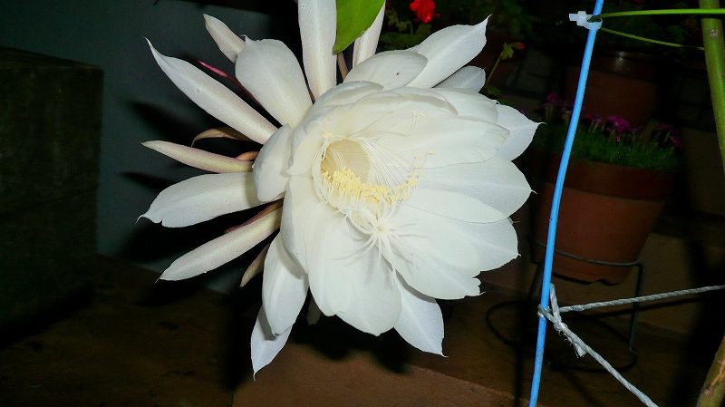 f:id:boianuf:20150708093006j:image