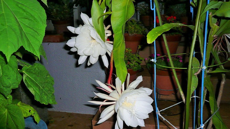 f:id:boianuf:20150708093007j:image