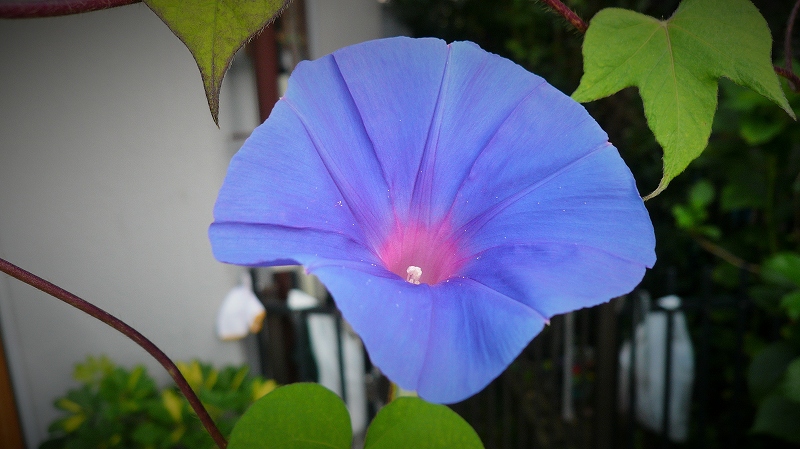f:id:boianuf:20150731164735j:image