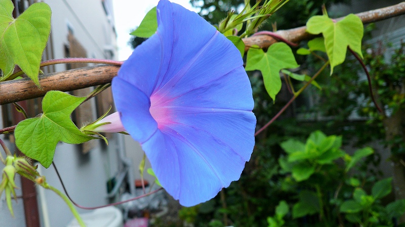f:id:boianuf:20150731164736j:image