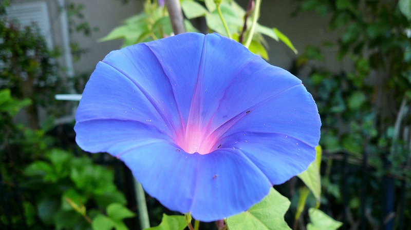 f:id:boianuf:20150731164737j:image