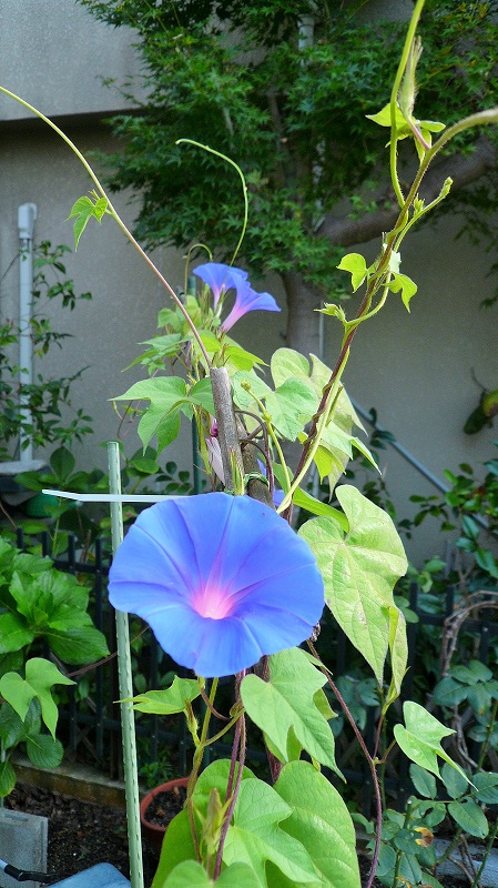 f:id:boianuf:20150731164738j:image