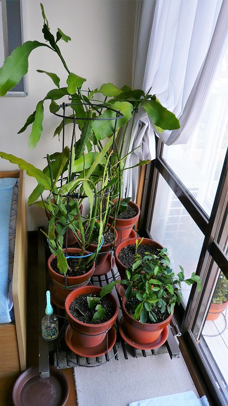 f:id:boianuf:20151022161531j:image