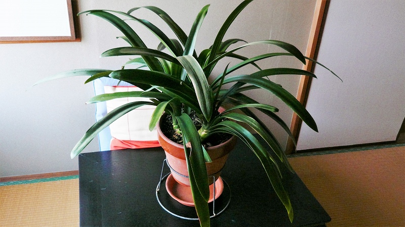 f:id:boianuf:20151022161533j:image