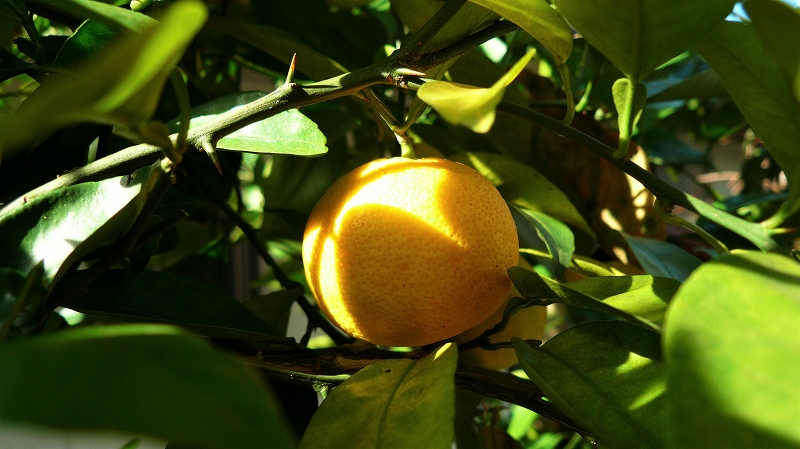 f:id:boianuf:20151111104702j:image