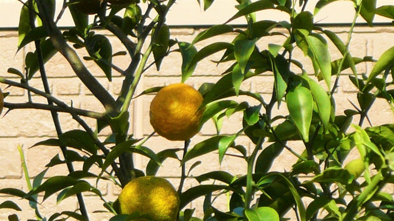 f:id:boianuf:20151111104705j:image