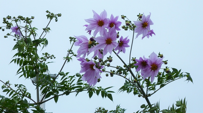 f:id:boianuf:20151113145910j:image