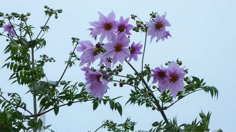 f:id:boianuf:20151113145911j:image