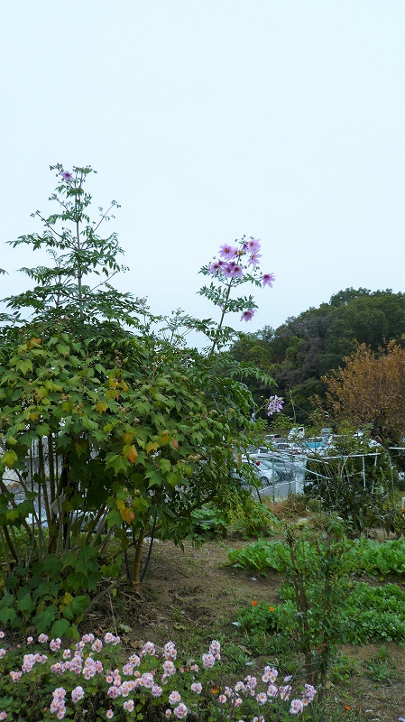 f:id:boianuf:20151113145912j:image
