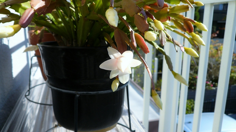 f:id:boianuf:20151127104504j:image