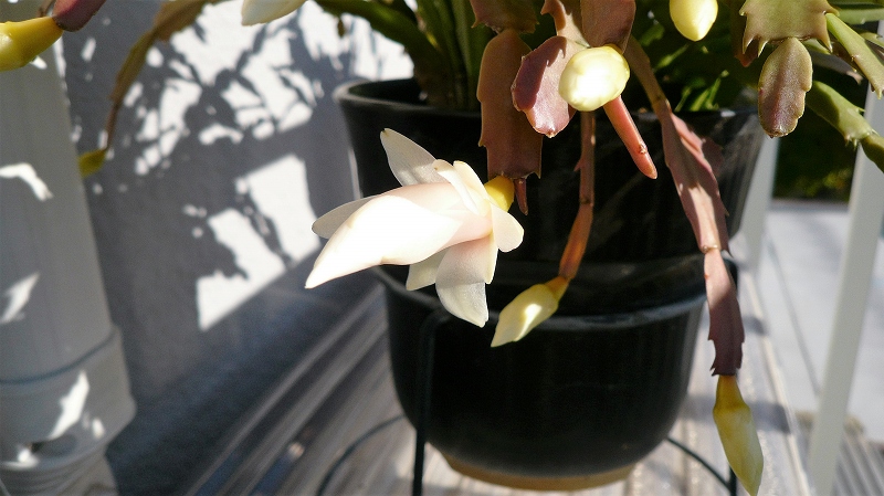 f:id:boianuf:20151127104505j:image